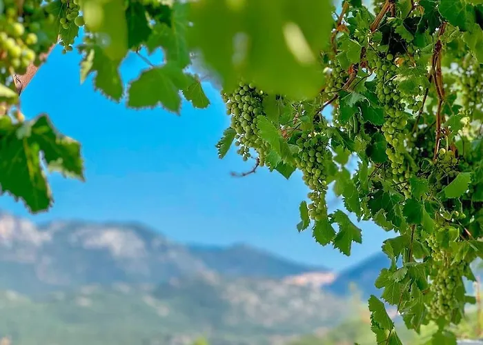 Belgin 아파트 카스